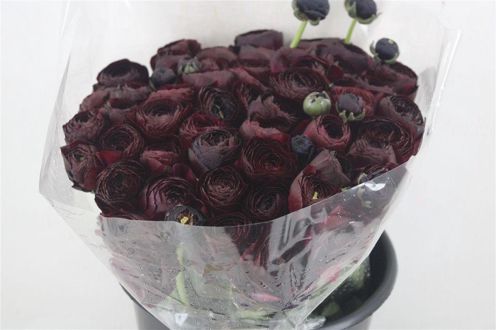 <h4>Ran Cloni Ex Nerone</h4>