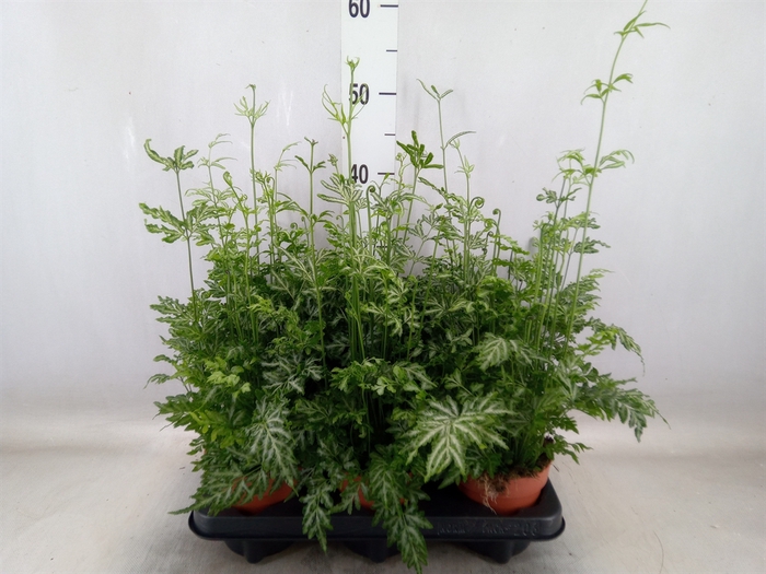 <h4>Pteris ensiformis 'Evergemiensis'</h4>