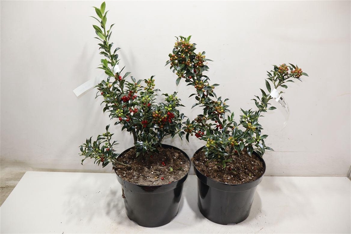 <h4>Ilex Aq Alaska</h4>