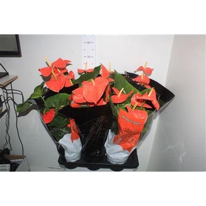 Anthu An Nebraska 5+