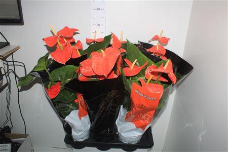 <h4>Anthu An Nebraska 5+</h4>