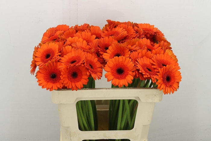 <h4>Ge. Mi Caramba</h4>