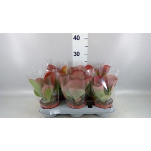 Kalanchoe NF thyrsiflora 'Red Lips'