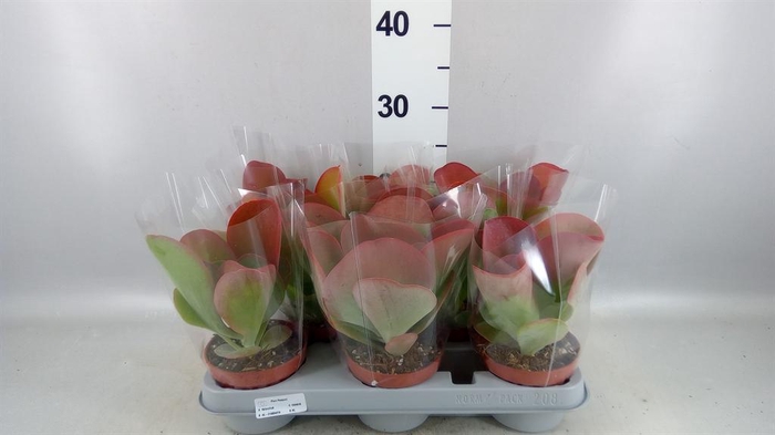 <h4>Kalanchoe NF thyrsiflora 'Red Lips'</h4>