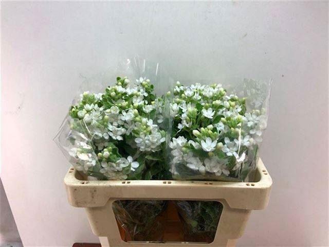 <h4>OXYPETALUM PERECT WHITE HARMONY</h4>
