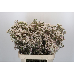 Chamelaucium Moonlight Delight