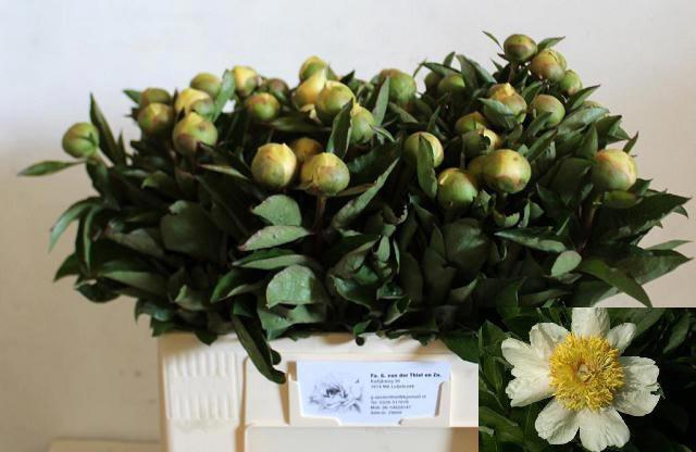 <h4>PAEO CLAIRE DE LUNE</h4>