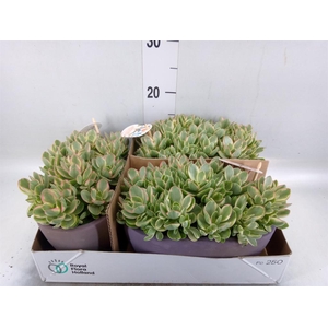 Crassula   ...