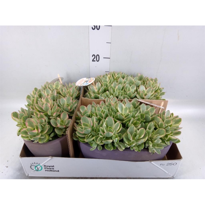 <h4>Crassula   ...</h4>