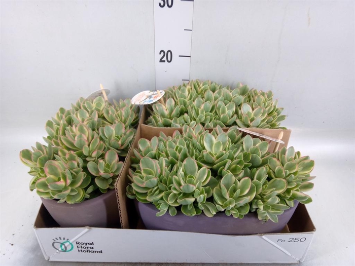 <h4>Crassula   ...</h4>