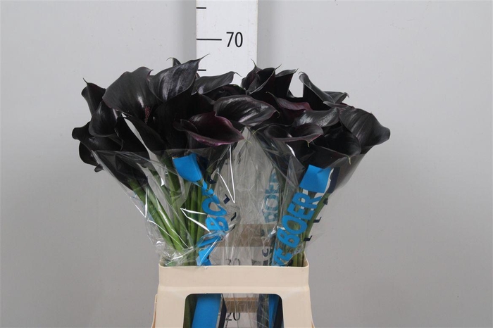 <h4>Zant Capt Beretta</h4>