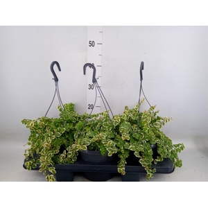 Ficus pumila 'Sunny'