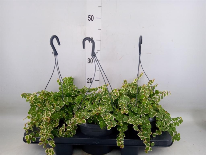 <h4>Ficus pumila 'Sunny'</h4>