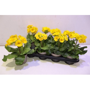 Prim Elatior Yellow