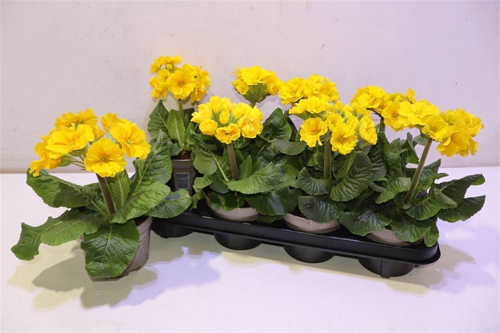 <h4>Prim Elatior Yellow</h4>