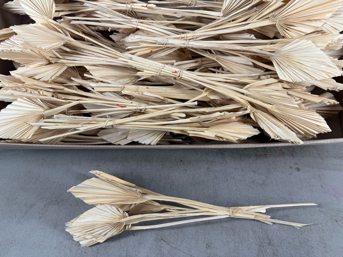 <h4>DF Palm Spear Mini Bleached</h4>