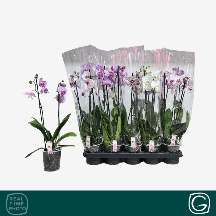 <h4>PHAL GEM 4 KL</h4>
