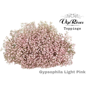 GYPS PA LIGHT PINK