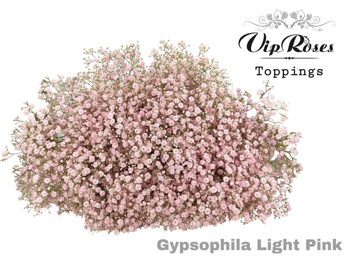 Gyps Pa Light Pink