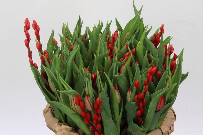 BQ Tulp Salix Red
