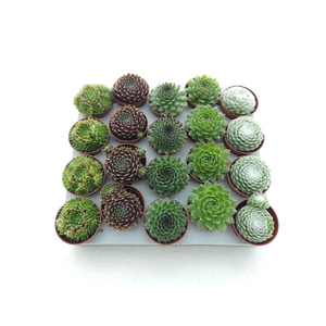 Sempervivum gemengd