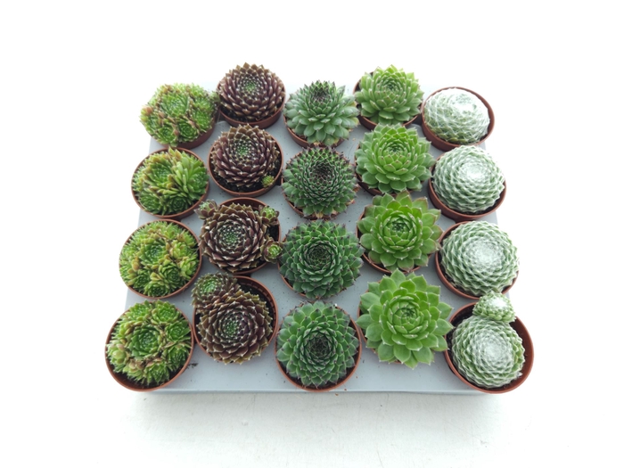 <h4>Sempervivum gemengd</h4>