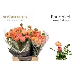 Ran Nl. Aazur Salmon