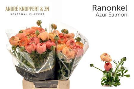 <h4>Ran Nl. Aazur Salmon</h4>