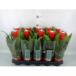 Guzmania  'Hope'