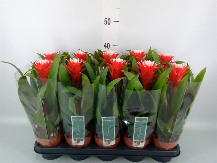<h4>Guzmania  'Hope'</h4>