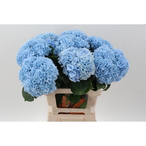 Hydr M Mag Pi Floy B