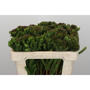 Kaaps Groen Albigreen