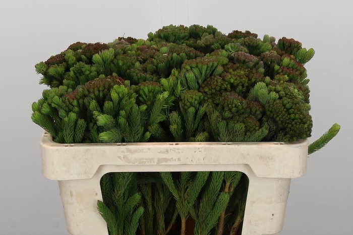 Kaaps Groen Albigreen