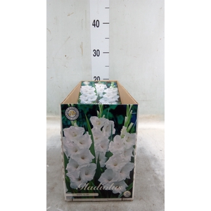 Gladiolus   ...flowerbulbs
