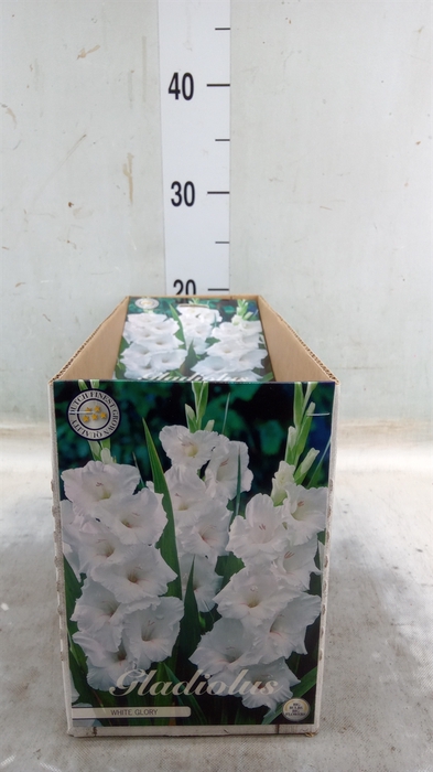 <h4>Gladiolus   ...flowerbulbs</h4>
