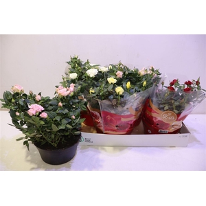 arr8 Ro Fav Ro Gem 4 Srt