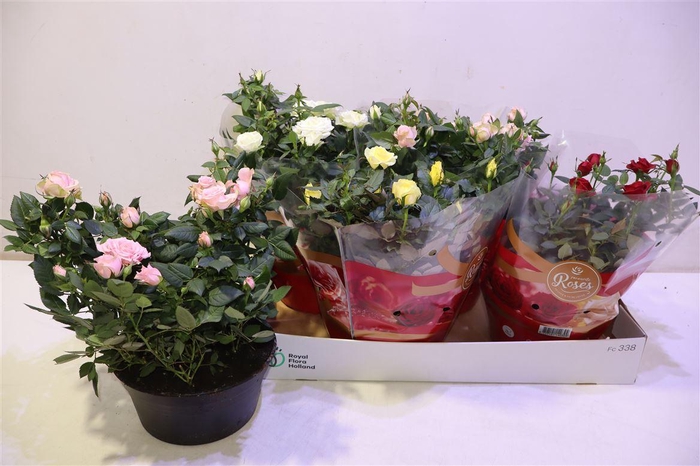 <h4>arr8 Ro Fav Ro Gem 4 Srt</h4>