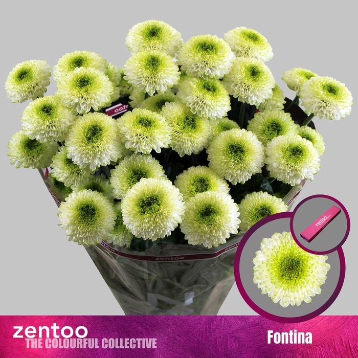 <h4>CHRYSANTHEMUM TR 'FONTINA'</h4>