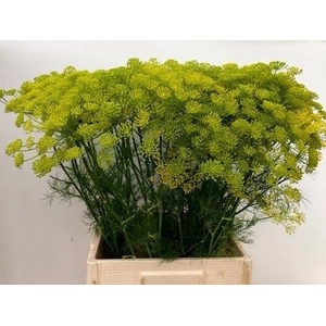 ANET GRAVEOLENS