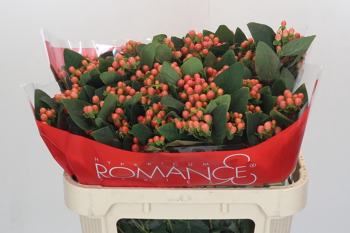 Hypericum Mellow Romance Spray