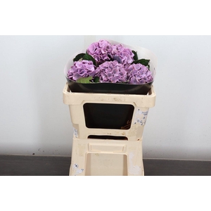 Zijde Wax-Hydrangea Hydr Wax Zijde Rose