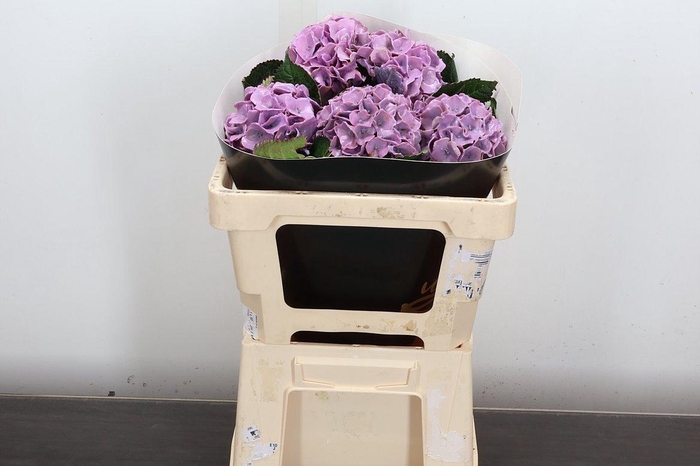 <h4>Zijde Wax-Hydrangea Hydr Wax Zijde Rose</h4>