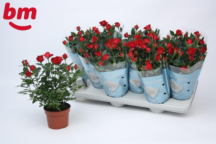 <h4>Rosa Hot Jewel Beau Monde Red</h4>