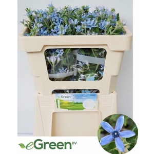 Oxypetalum Heavenborn eGreen