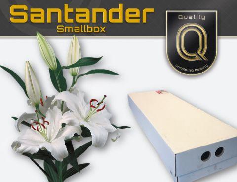 <h4>LI OR SANTANDER FLORISTBOX 5+</h4>