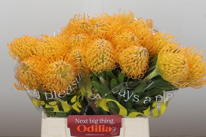 <h4>LEUCO JELENA</h4>