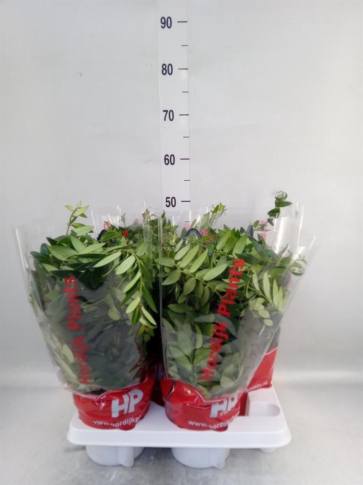 <h4>Aeschynanthus  'Caro Improved'</h4>