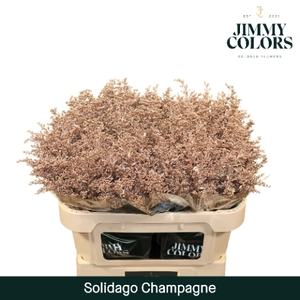 Solidago L70 Mtlc. Champagne