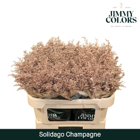 <h4>Solidago L70 Metallic Champagne</h4>