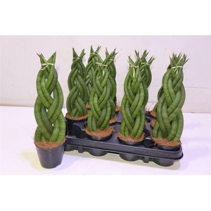 arr8 Sansev Cylindrica Twisted